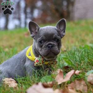 Ace, French Bulldog Puppy